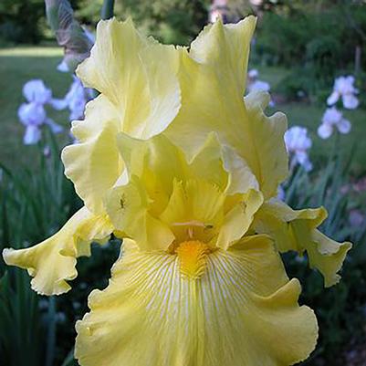 Iris germanica Summer Olympics