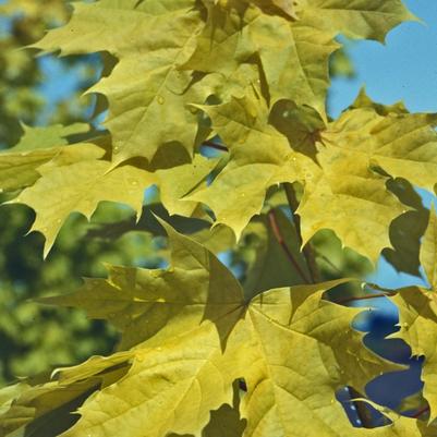 Acer platanoides Princeton Gold