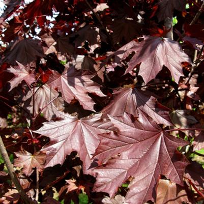 Acer platanoides Royal Red