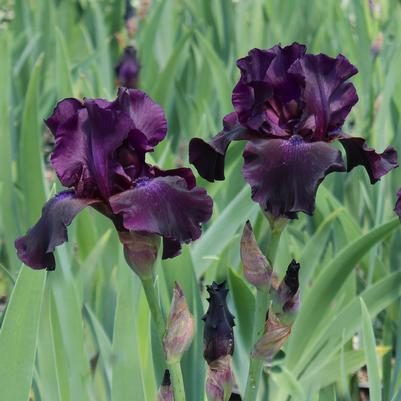 Iris germanica Superstition