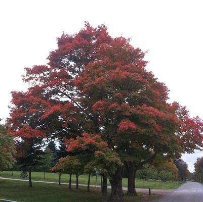 Acer saccharinum 