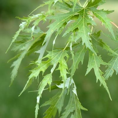 Acer saccharinum Silver Queen