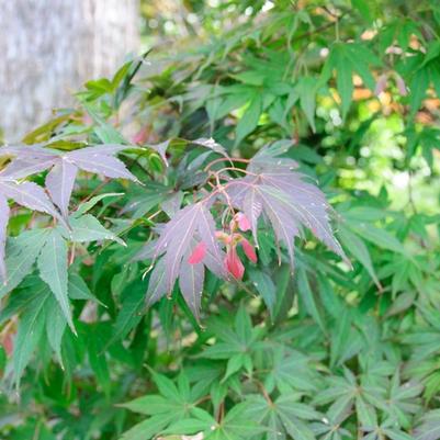 Acer palmatum Atrolineare