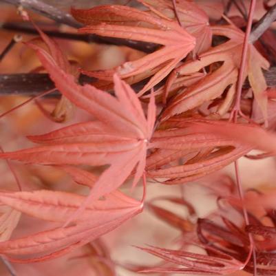 Acer palmatum Emperor 1®