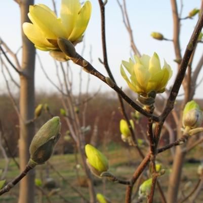 Magnolia Butterflies