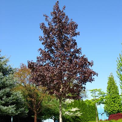 Acer truncatum x platanoides Crimson Sunset®