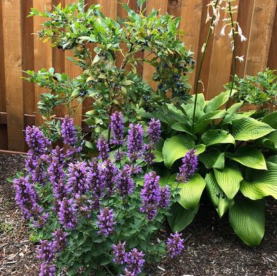 Agastache Poquito™ Dark Blue