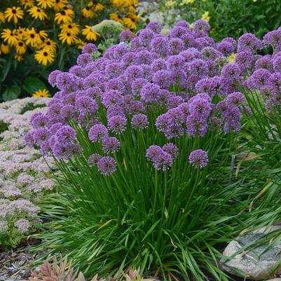 Allium Millenium