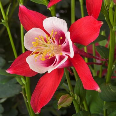 Aquilegia caerulea Kirigami™ Red & White