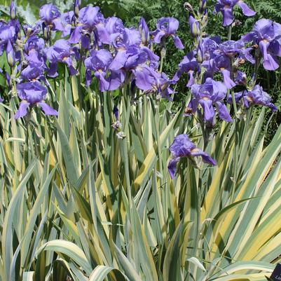 Iris pallida Aurea-Variegata