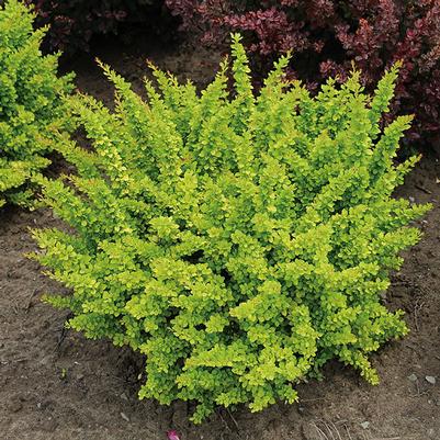 Berberis thunbergii Sunsation®