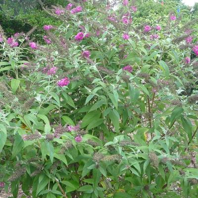 Buddleia Miss Ruby