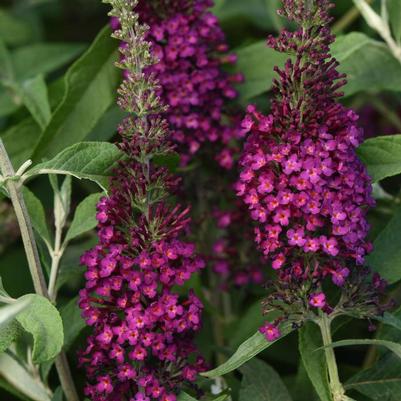 Buddleia davidii Chrysalis™ Cranberry