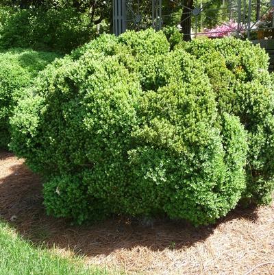 Buxus Green Velvet