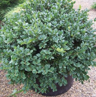 Buxus Gordo™