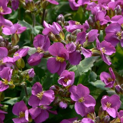 Arabis caucasica Compinkie