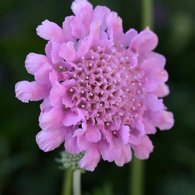 Scabiosa columbaria Flutter™ Rose Pink