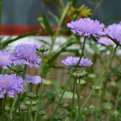 Scabiosa columbaria Flutter™ Deep Blue