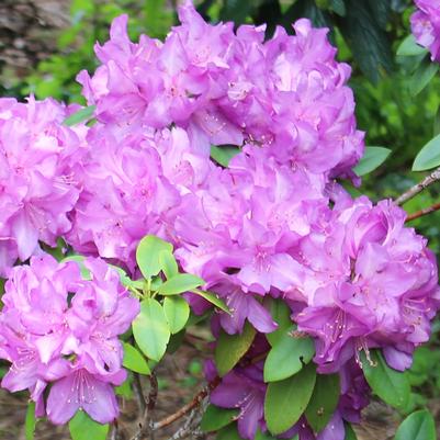 Rhododendron Purple Passion