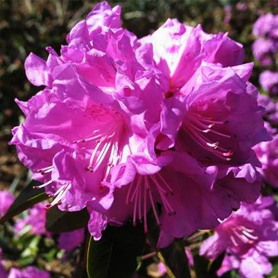 Rhododendron P.J.M. Elite