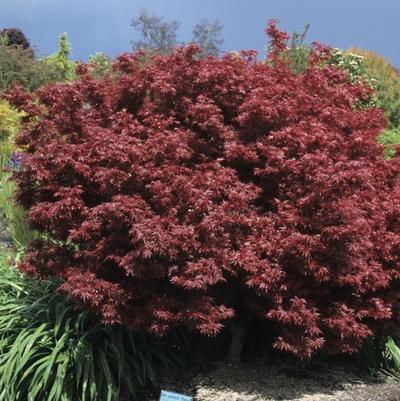 Acer palmatum var. atropurpureum Shaina