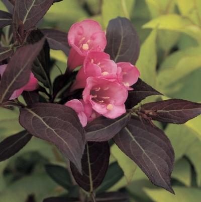 Weigela florida Wine & Roses®