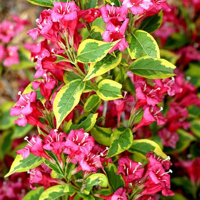 Weigela florida French Lace™