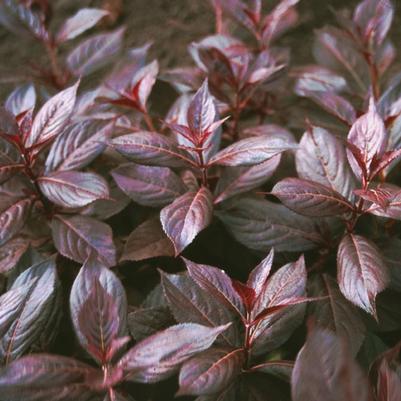 Weigela florida Midnight Wine®