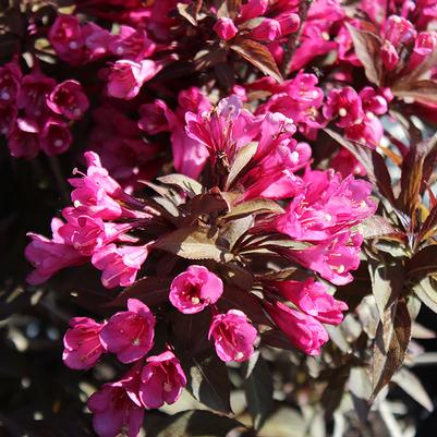 Weigela florida Minor Black