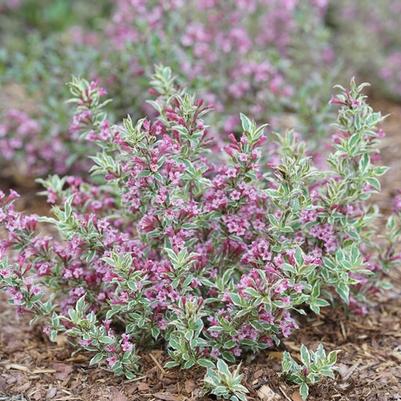 Weigela florida My Monet Purple Effect®