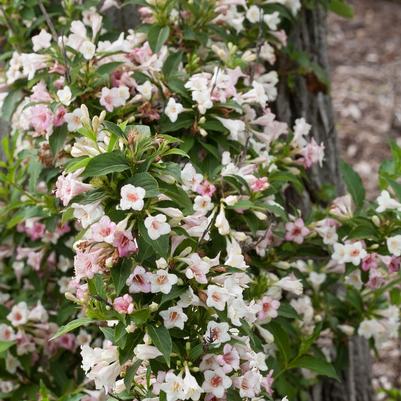 Weigela florida Sonic Bloom® Pearl