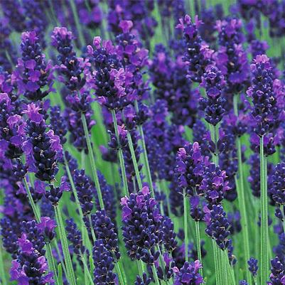 Lavandula angustifolia Hidcote Blue