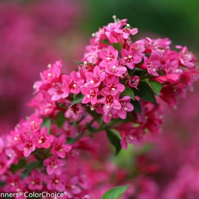 Weigela florida Sonic Bloom® Pink