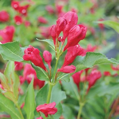 Weigela florida Sonic Bloom® Red