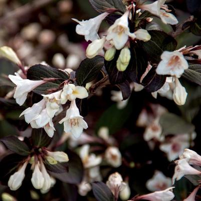 Weigela Date Night™ Tuxedo