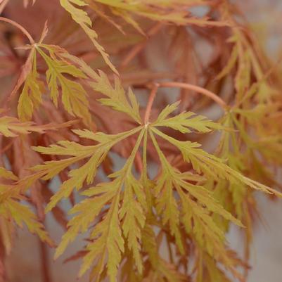 Acer palmatum var. dissectum Orangeola