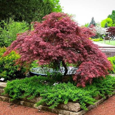 Acer palmatum var. dissectum Red Dragon