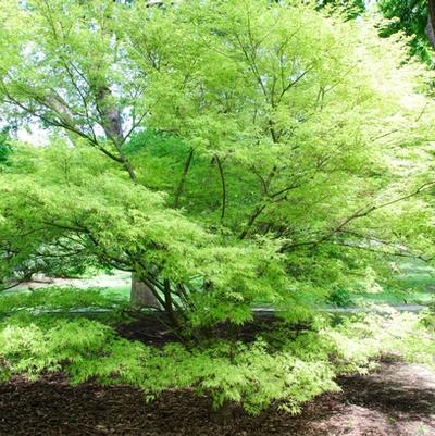 Acer palmatum var. dissectum Seiryu