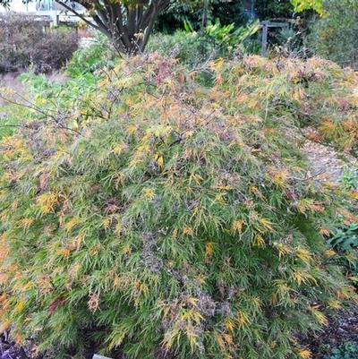 Acer palmatum var. dissectum Waterfall