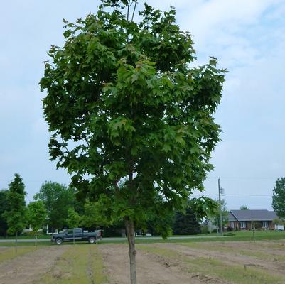 Acer saccharum Fall Fiesta®