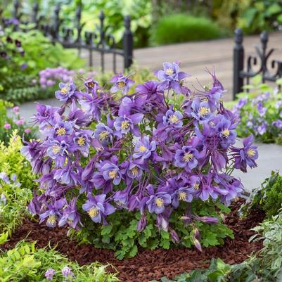 Aquilegia caerulea Earlybird™ Purple Blue