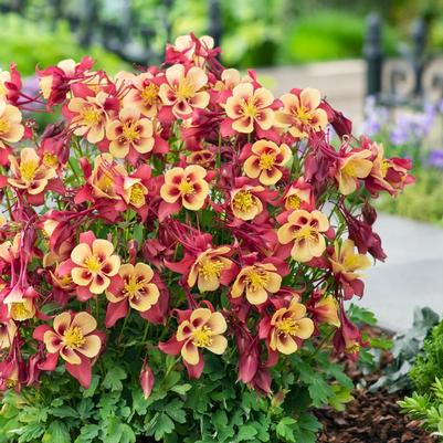 Aquilegia caerulea Earlybird™ Red Yellow