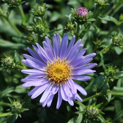 Aster novi-belgii Wood's Blue