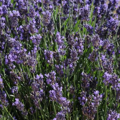 Lavandula angustifolia SuperBlue