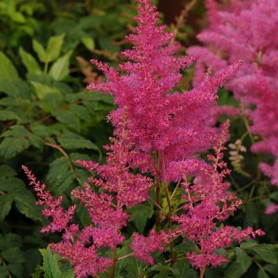 Astilbe japonica Younique™ Lilac