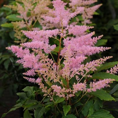 Astilbe japonica Younique™ Silvery Pink