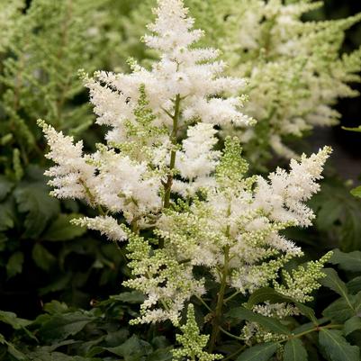 Astilbe japonica Younique™ White