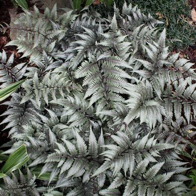 Athyrium niponicum Godzilla