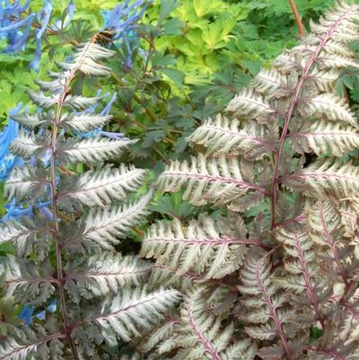 Athyrium niponicum var. pictum Pewter Lace