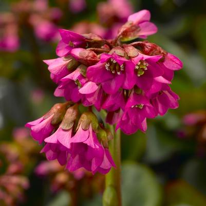 Bergenia cordifolia Shoeshine™ Rose